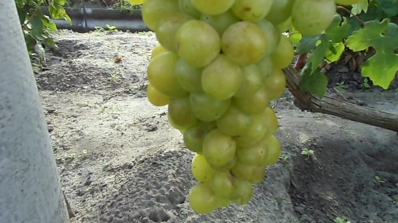 Самый ранний виноград. Виноград Индиана. Сорт винограда Индиана. Фото винограда Индиана. Индиана виноград описание.