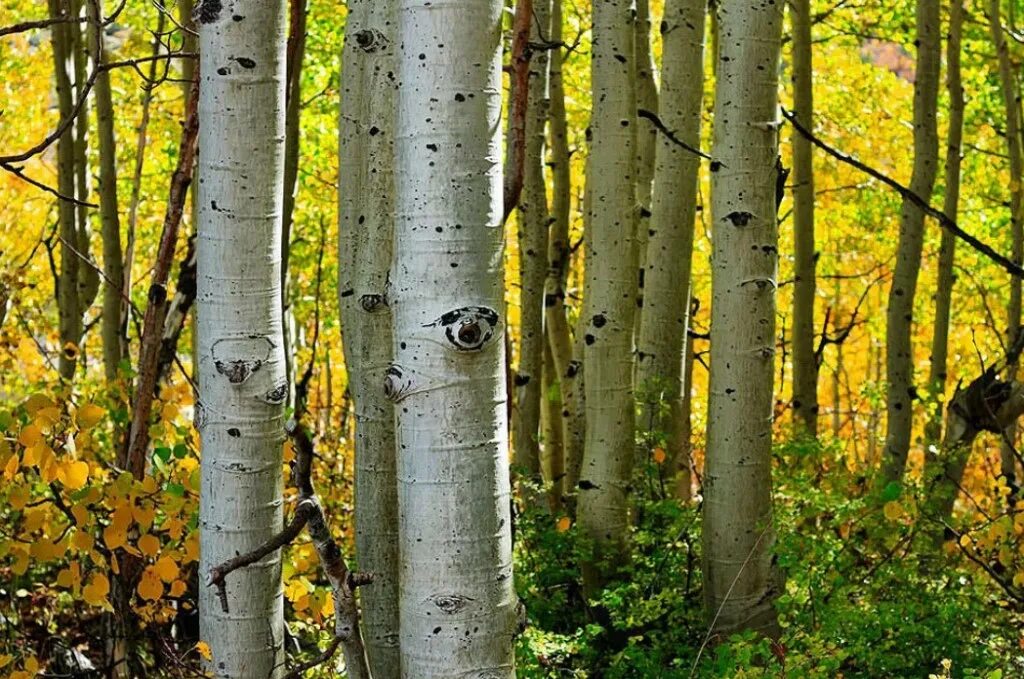 Осина (Populus tremula). Осина Сибирская. Осина Лесная. Тополь дрожащий осина. Осина в какой природной