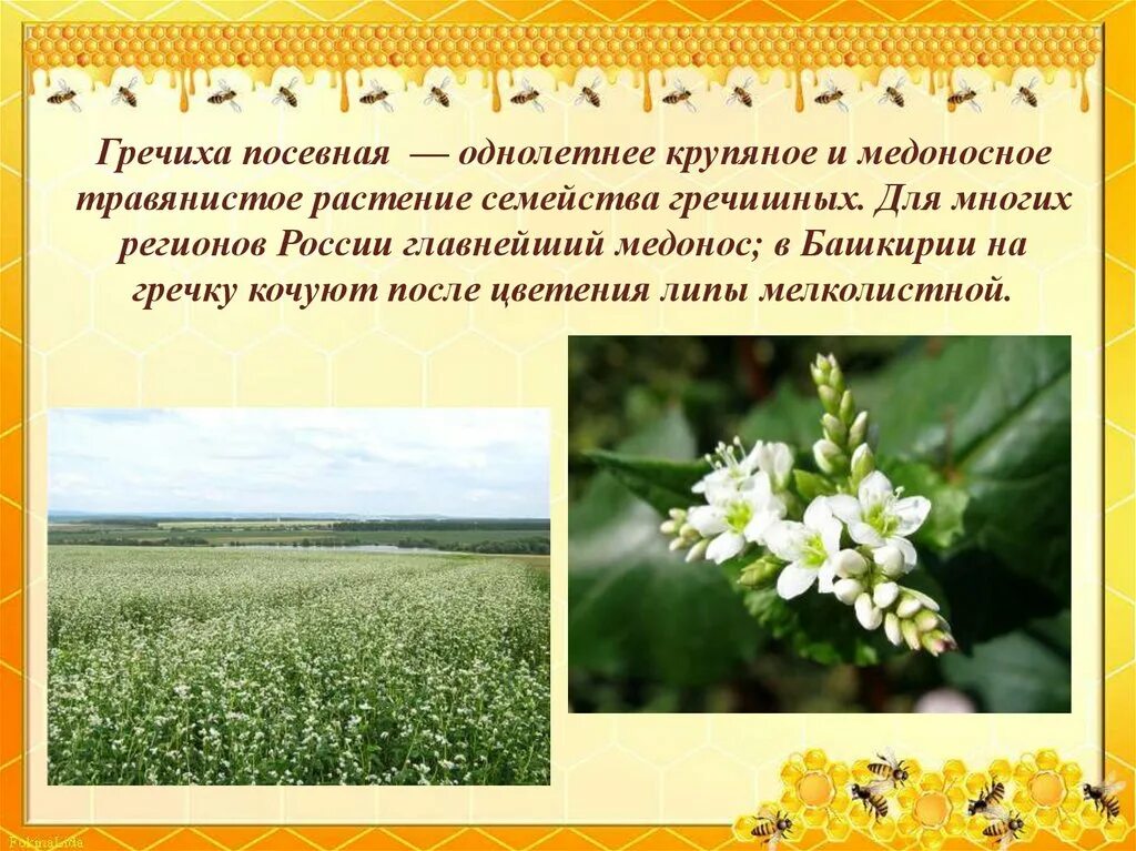 Особенности гречихи
