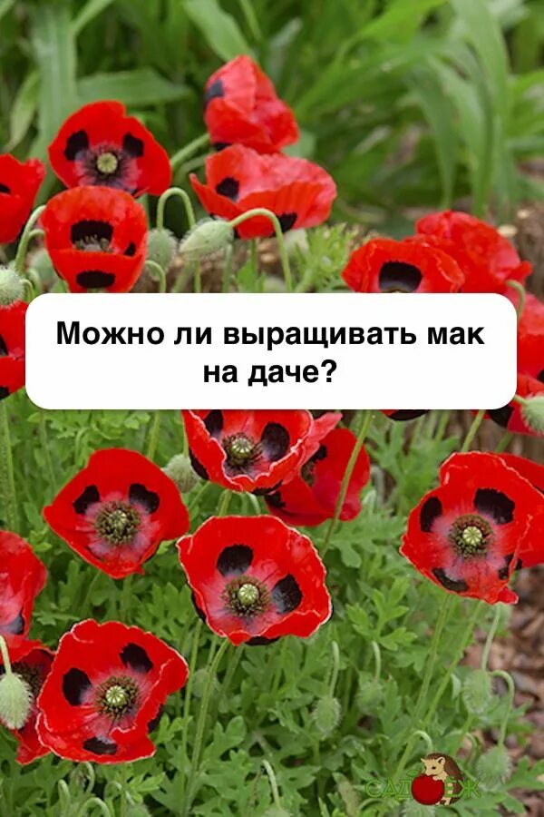 Мак на садовом участке. Маки на даче. Выращивать Мак. Маки которые нельзя выращивать. Почему нельзя растить