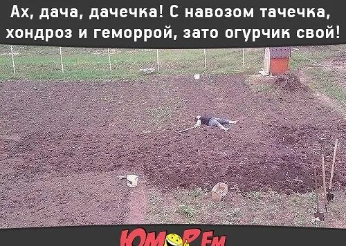 Приколы про дачу. Лучший фитнес это огород. Навоз прикол. Анекдоты про дачу. Текст курнул но вроде не навоз кентишка