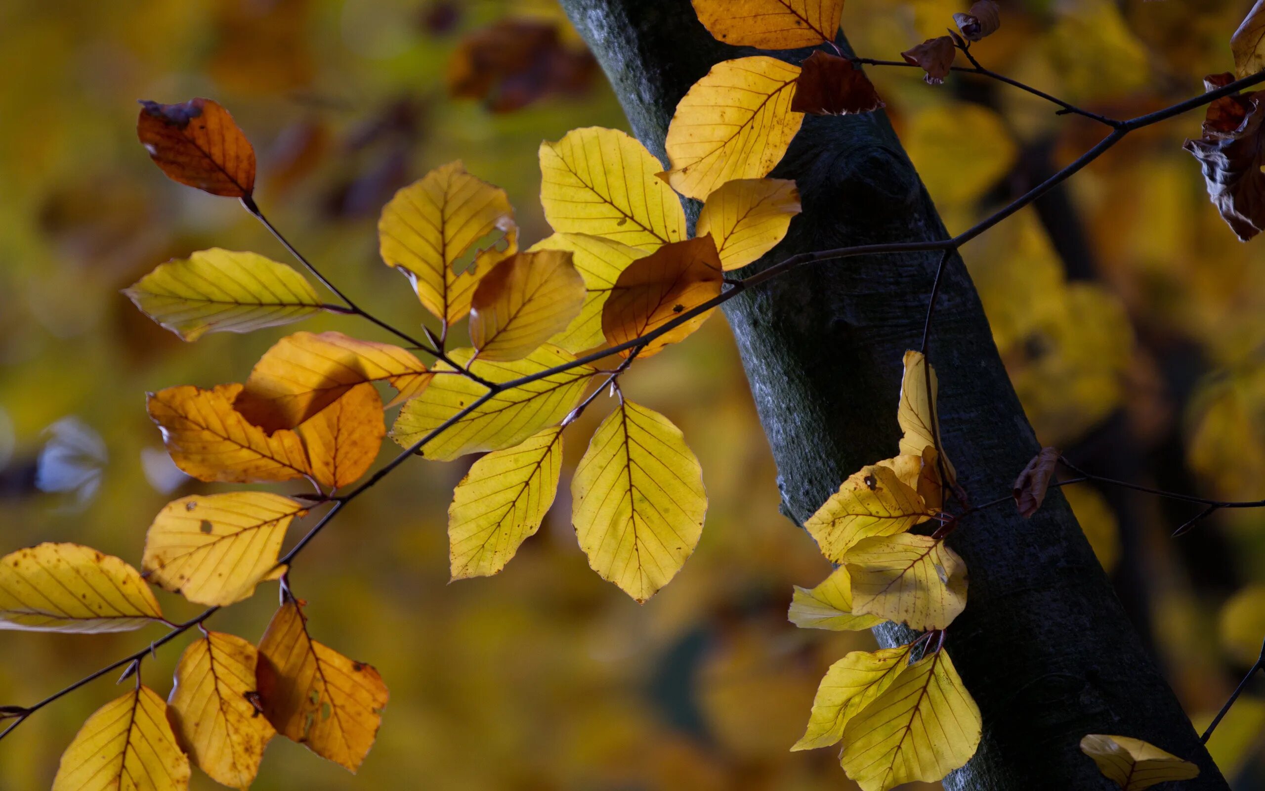 Листва дерева времени. Вяз мелколистный осень. Осенний лист вяза. Листья вяза желтеют осенью. Вяз дерево осенью.