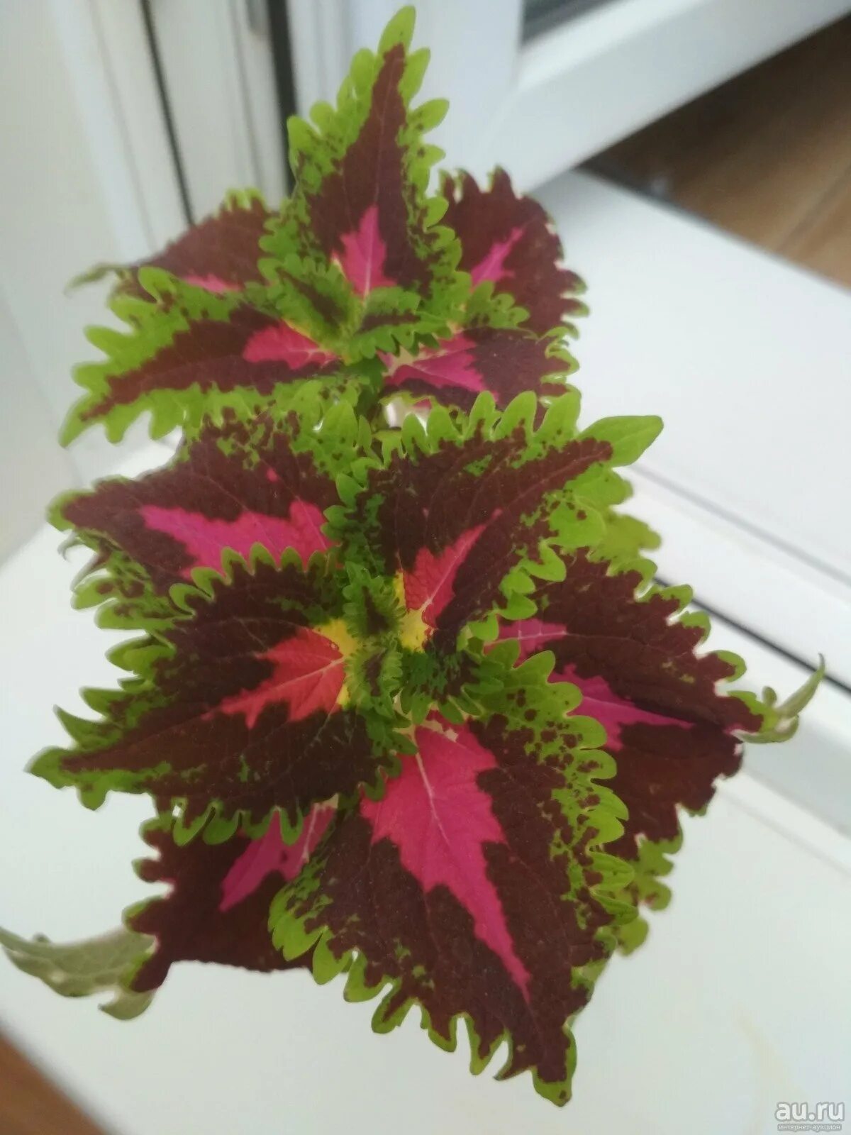 Колеус sparkler. Колеус coleus combat. Колеус новосибирск. Колеус новосибирск. Колеус джильда.