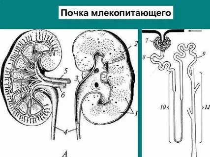Роль почечных канальцев у пресмыкающихся