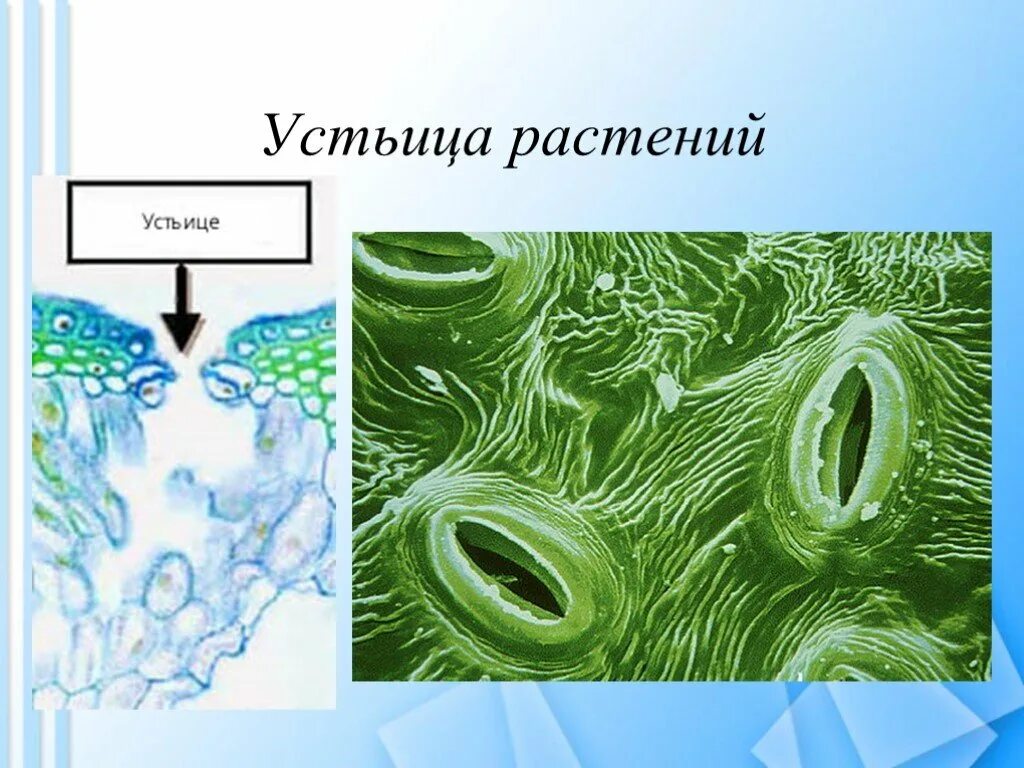 Устье растений. Устьица. Открытые устьица у растений. Расположение устьиц у водных растений. Строение устьица.