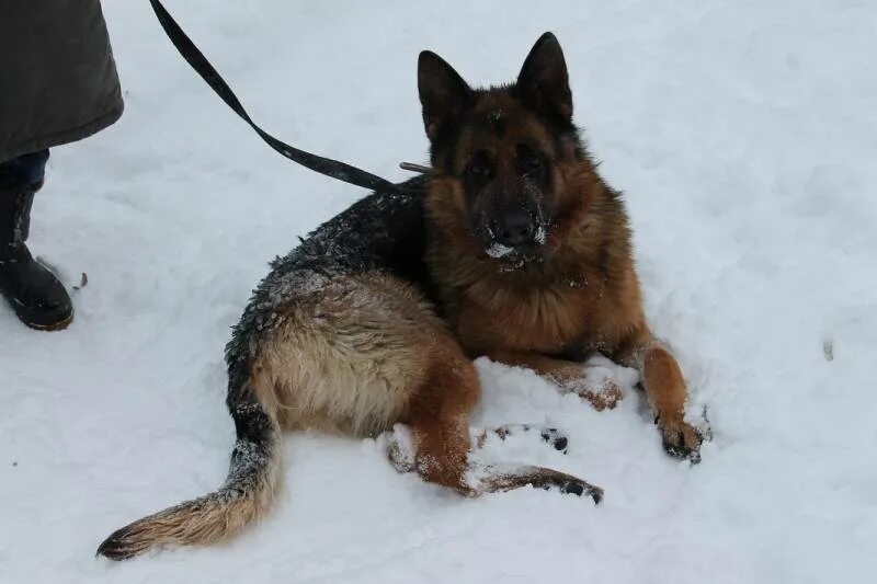 Найдена овчарка. Пропала собака найдена собака немецкая овчарка. Нашел собаку овчарка. Собаки краснодарский край. Немецкая овчарка в ванной.