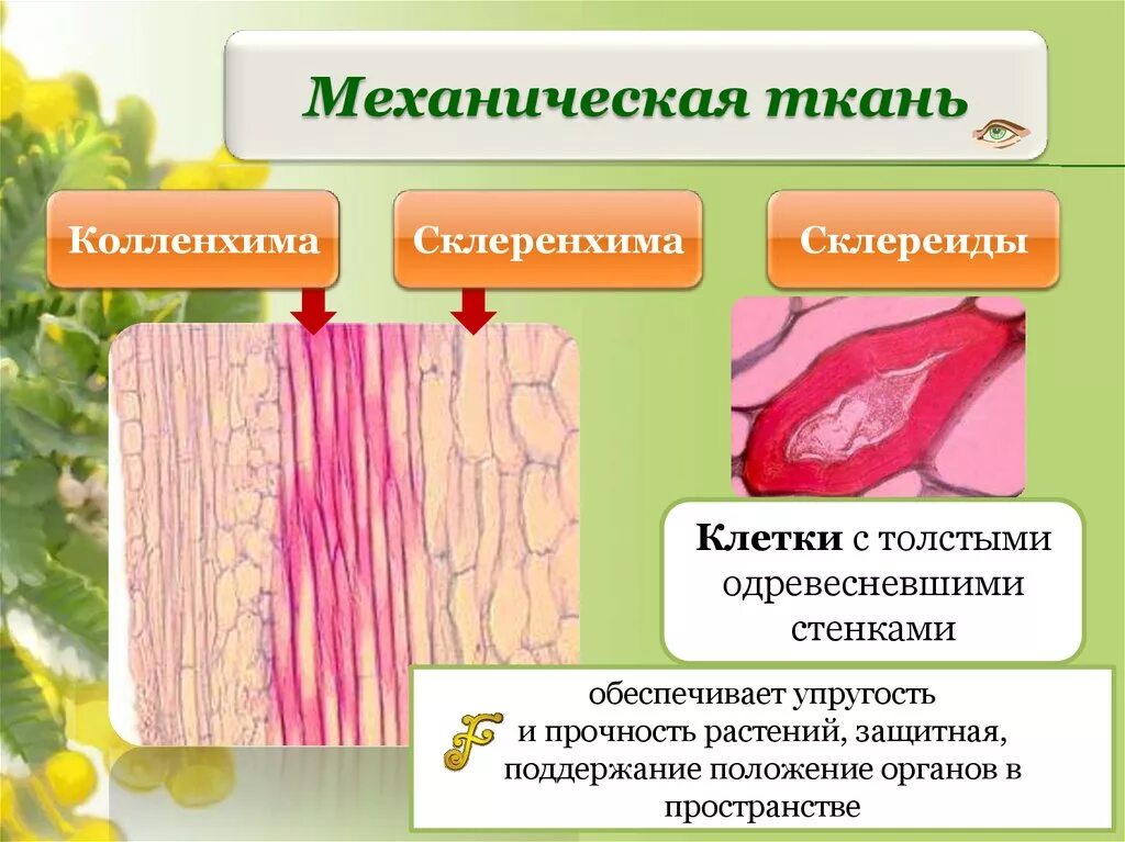 Механическая ткань растений склеренхима. Ткани растений механическая ткань строение. Строение механической ткани растений. Строение клеток механической ткани растений.