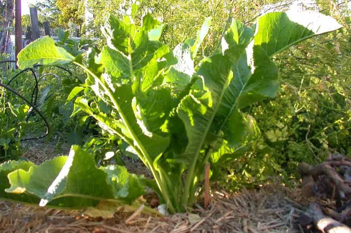 Хрен. Как выглядит хрен. Корень хрена. Как выглядит хрен. Хрен (armoracia rusticana gaertn.