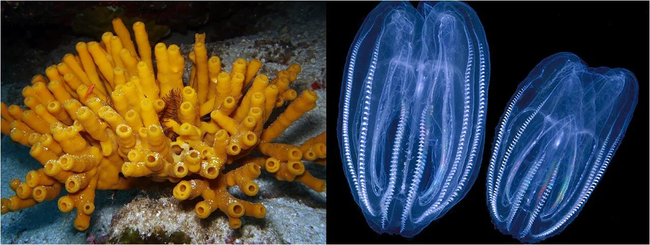 Comb jellies. Calcareous Sponges. Comb Jelly. Leidy's Comb Jelly. Black pigmented Comb Jelly.