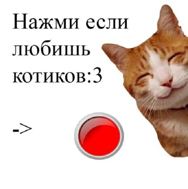 Нажми на меня. Жми меня. Картинки нажми 2 раза. Нажми на кота. Покажи нажми картинки