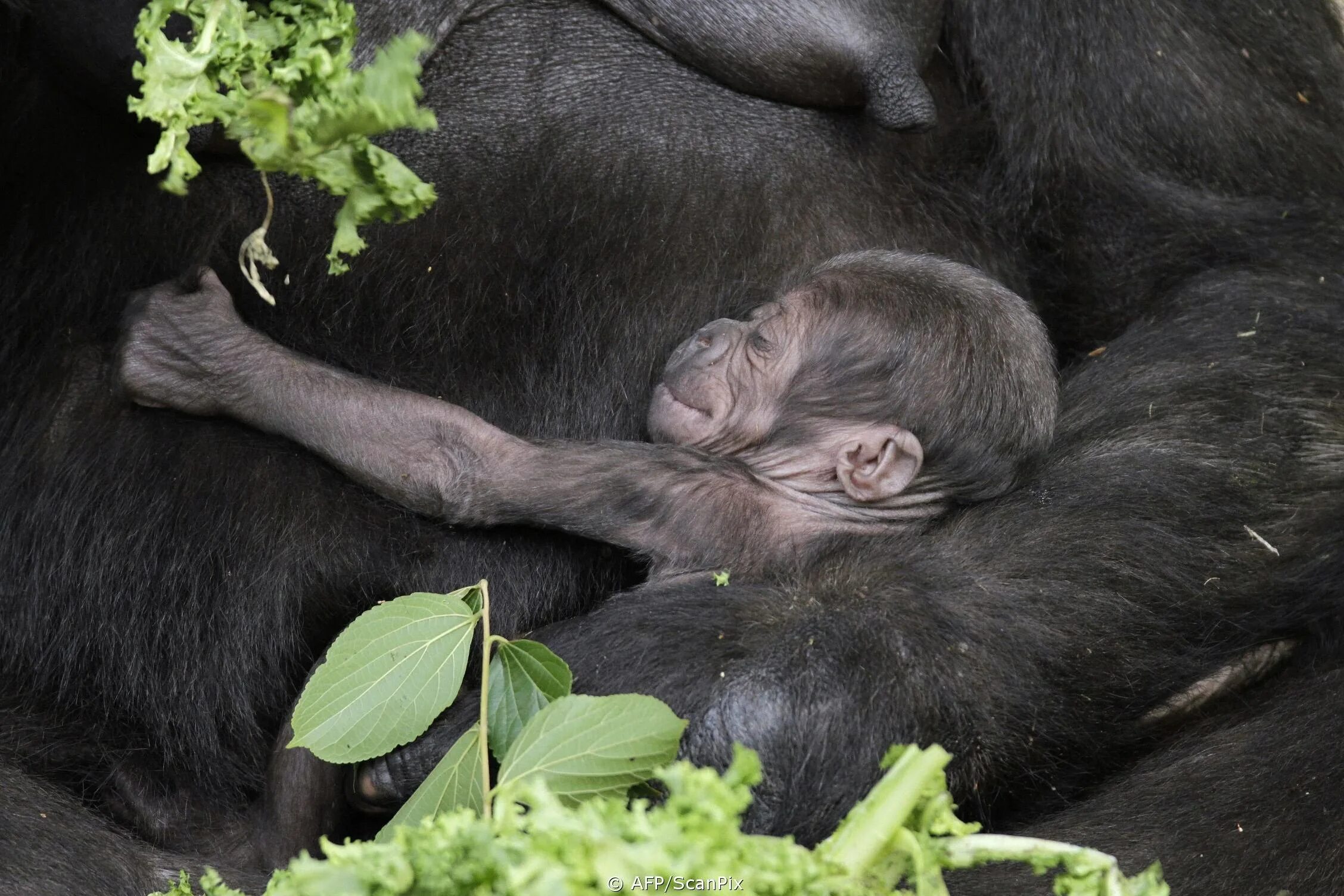 Детеныши диких обезьян. Новорожденные обезьяны. Детеныш обезьяны. Новорожденные шимпанзе. Детеныш шимпанзе.