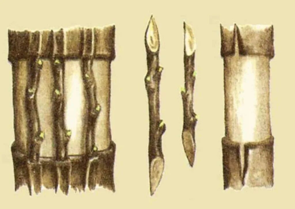 Мыши объели кору яблони. Прививка мостиком на яблоне. Мостовая прививка яблони. Прививка деревьев мостиком. Прививка яблони мостиком весной.