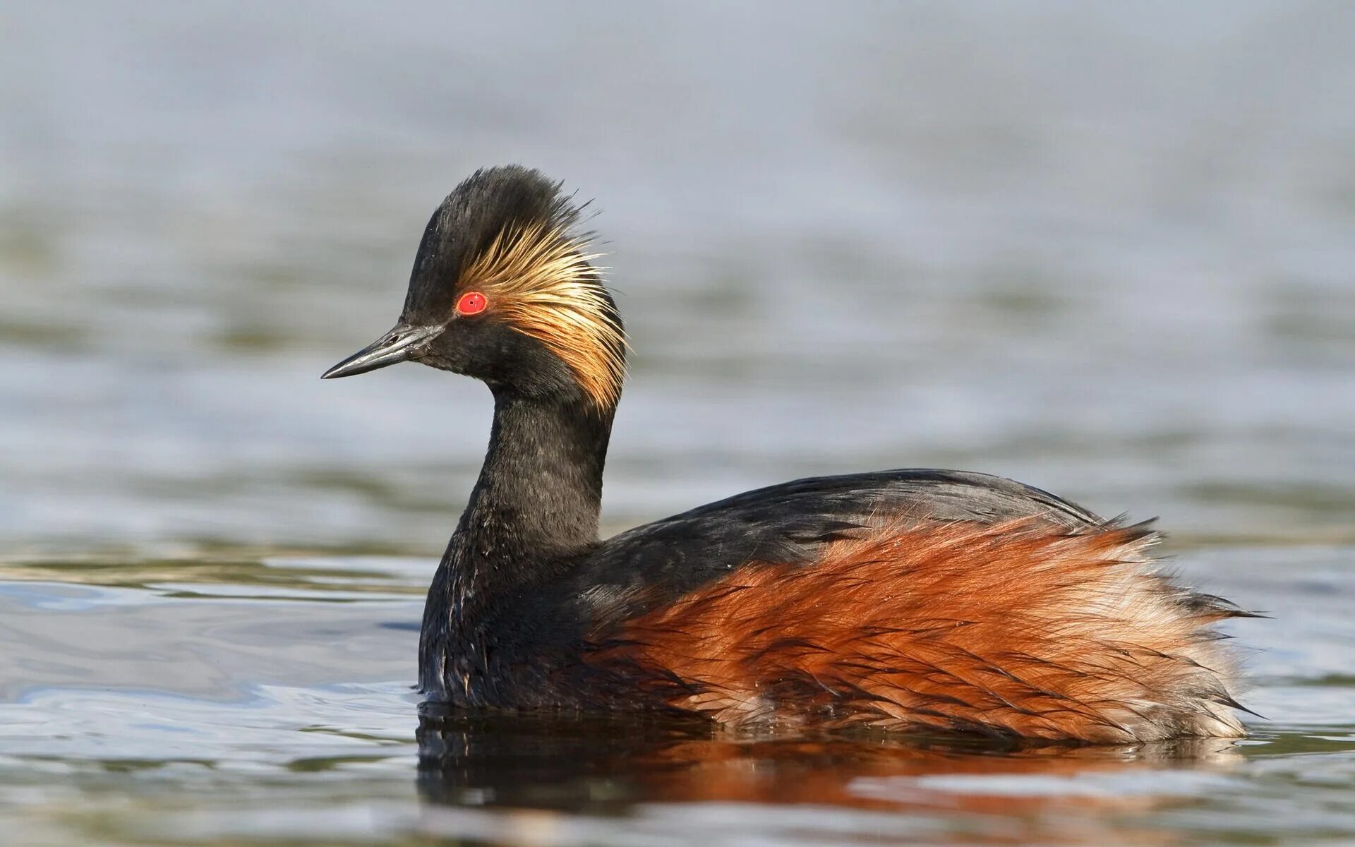 Черношейная поганка птица. Чомга поганка. Поганка малая (Podiceps ruficollis). Утка Черношейная поганка. Маленькая поганка