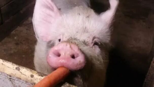 Что любят есть свиньи. Что любят есть свиньи. Минипиг хряк. Свинья в апельсинах. Что любят есть свиньи.