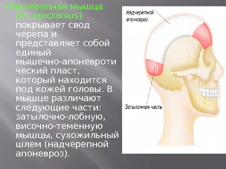 Массаж апоневроза головы. Надчерепная мышца и лобная. Надчерепная мышца затылочно лобная. Мышцы свода черепа. Сухожильный апоневроз черепа.