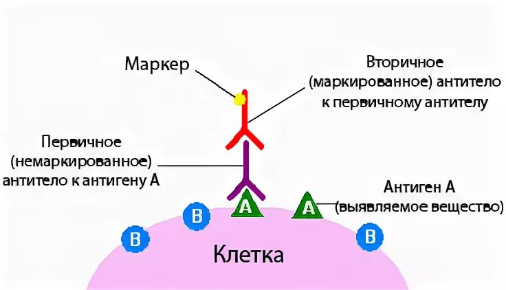 Иммуногистохимия принцип метода. Прямой метод иммуногистохимии схема. Схема прямого иммуноцитохимического окрашивания. Иммуногистохимические методы исследований – принцип метода.