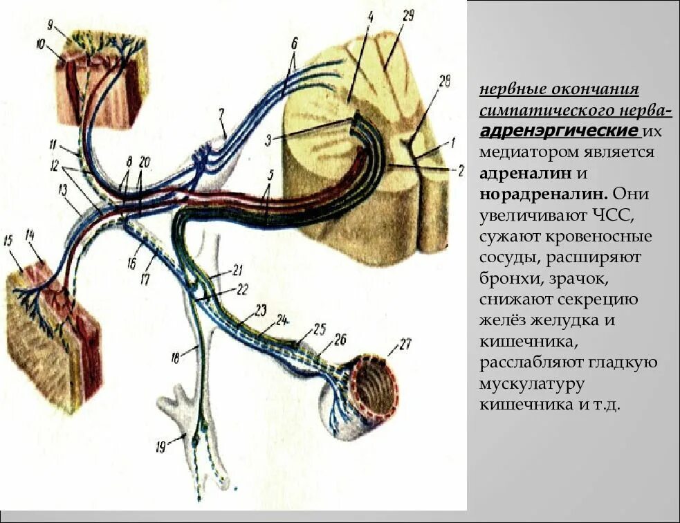 Парасимпатическая система влияние на органы. Сужение сосудов симпатическая или парасимпатическая. Сосуды кожи симпатический отдел. Желчный пузырь парасимпатической нервной системы. Влияние на органы симпатической и парасимпатической нервной системы.