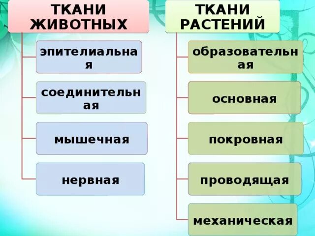 Таблица животных биология 5 класс. Таблица ткани растений и животных 5 класс биология. Ткани растений и животных 5 класс биология. Ткани растений и животных 6 класс биология таблица. Ткани растений и животных таблица 6 класс.