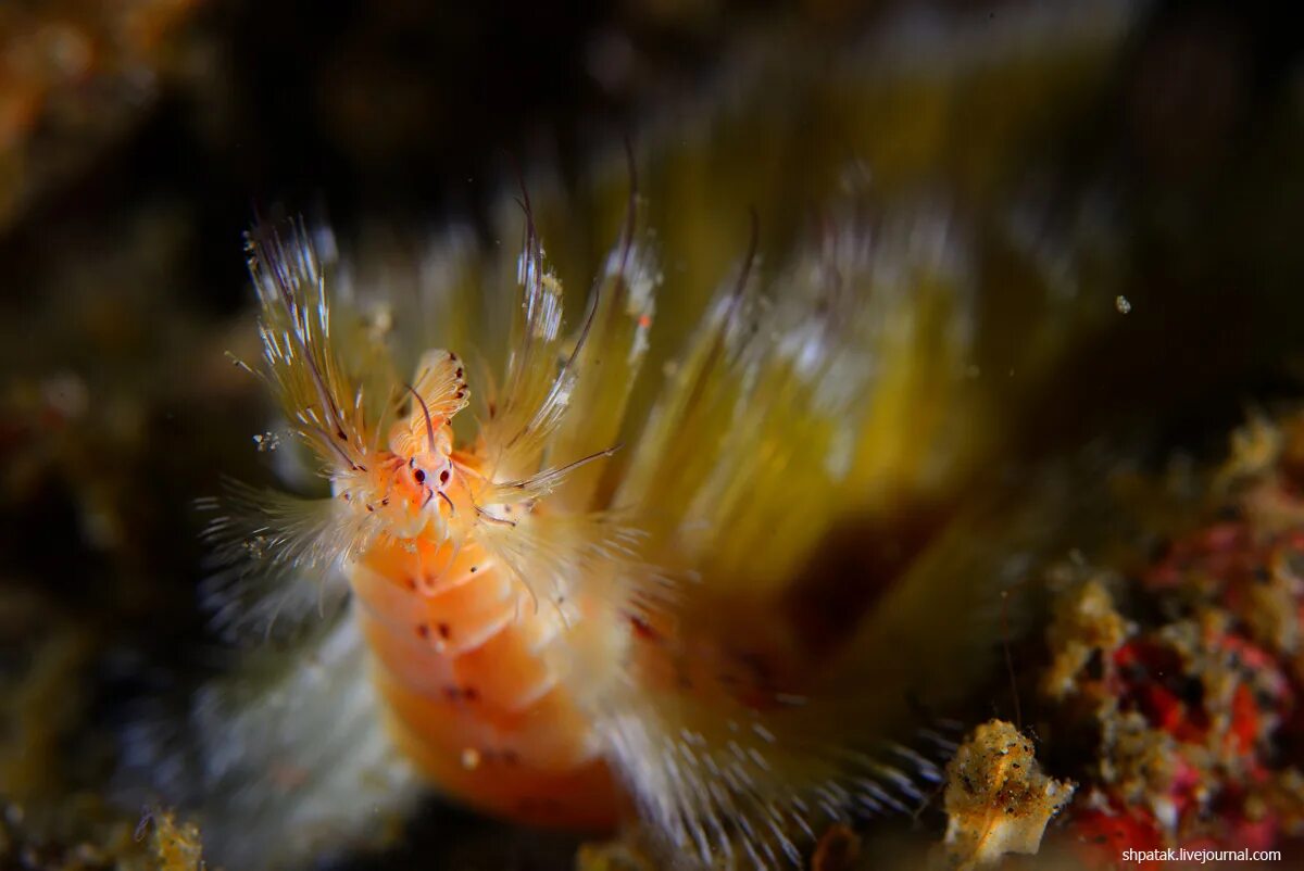 огнедышащий червь. огненный червь. Hermodice carunculata. многошетниковфй крльчатые черви. клюквенная плеть.