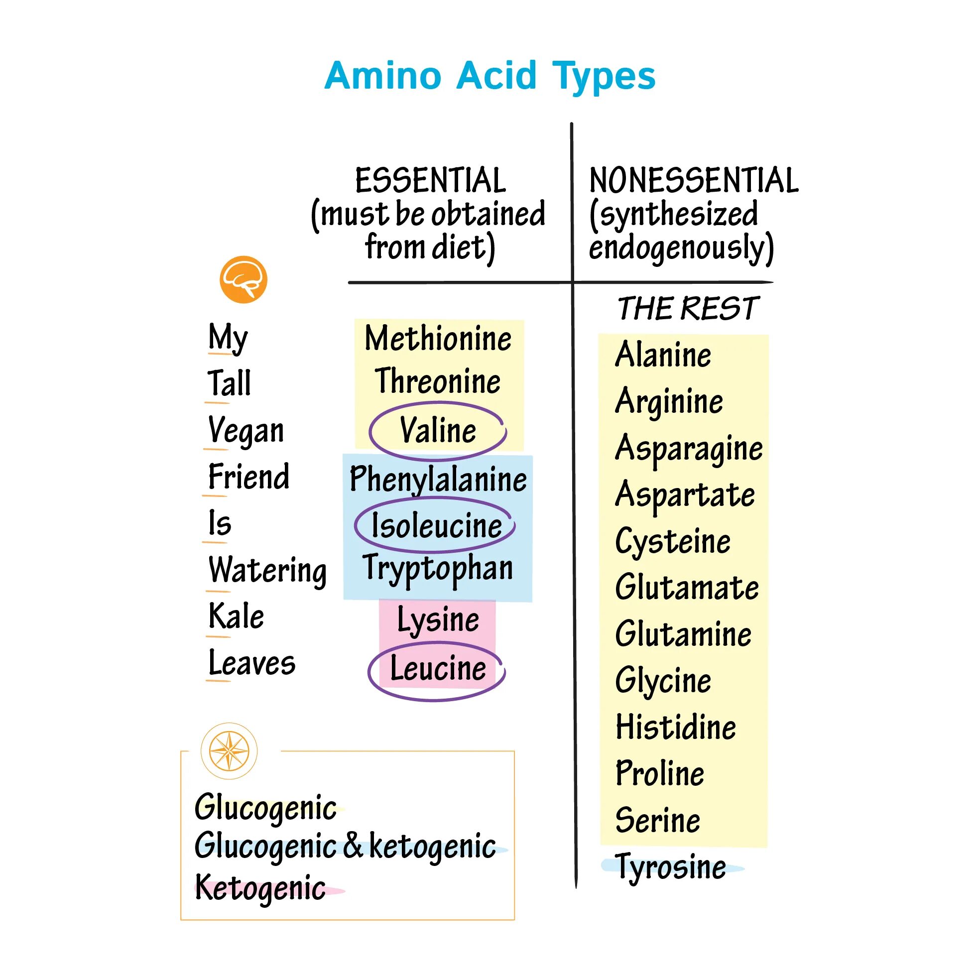 Acid type. Ketogenic amino acid. glucogenic amino acid. essential amino acids. glucogenic aminoacids.