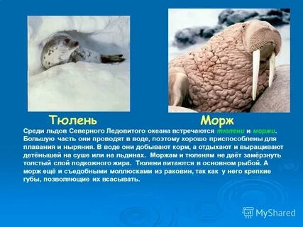 Морж на себе добывает
