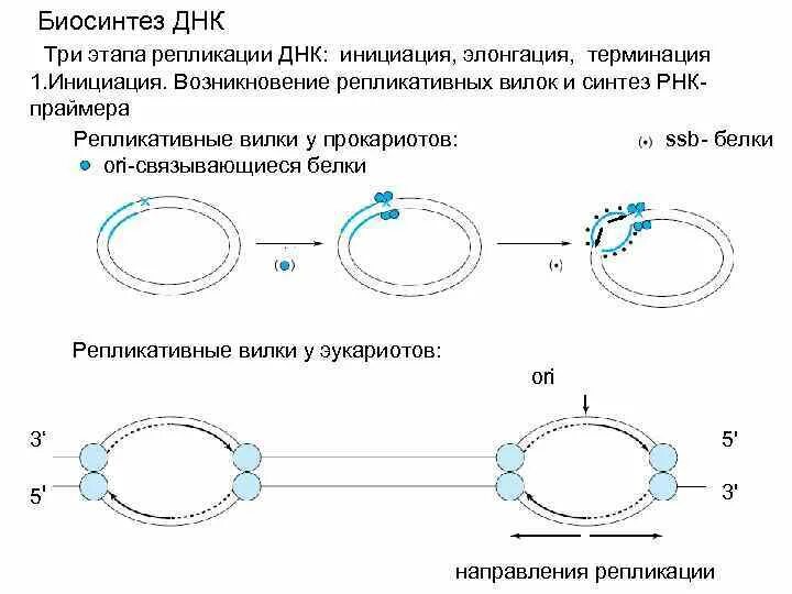 Репликация процесс матричного синтеза днк. Схема репликации днк эукариот. репликация схема биохимия.