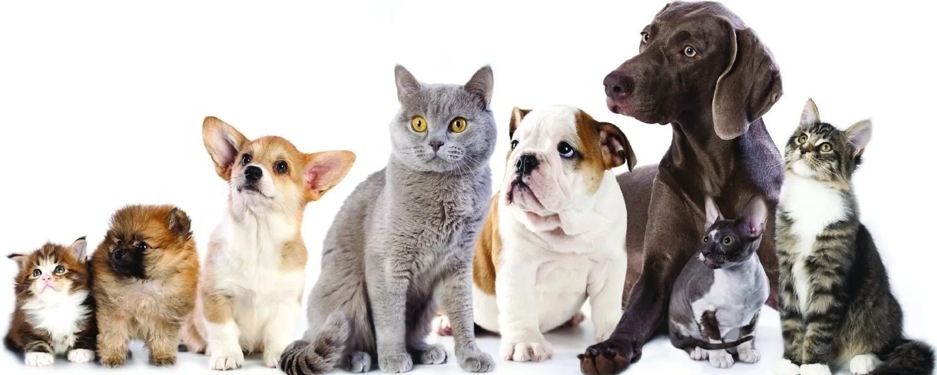 Методы улучшения пород кошек собак в клубах. Домашние животные. Фон питомцы. Животные вместе. Собачки и кошечки.