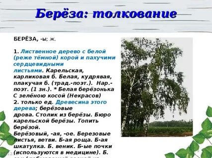 Дерево береза как пишется
