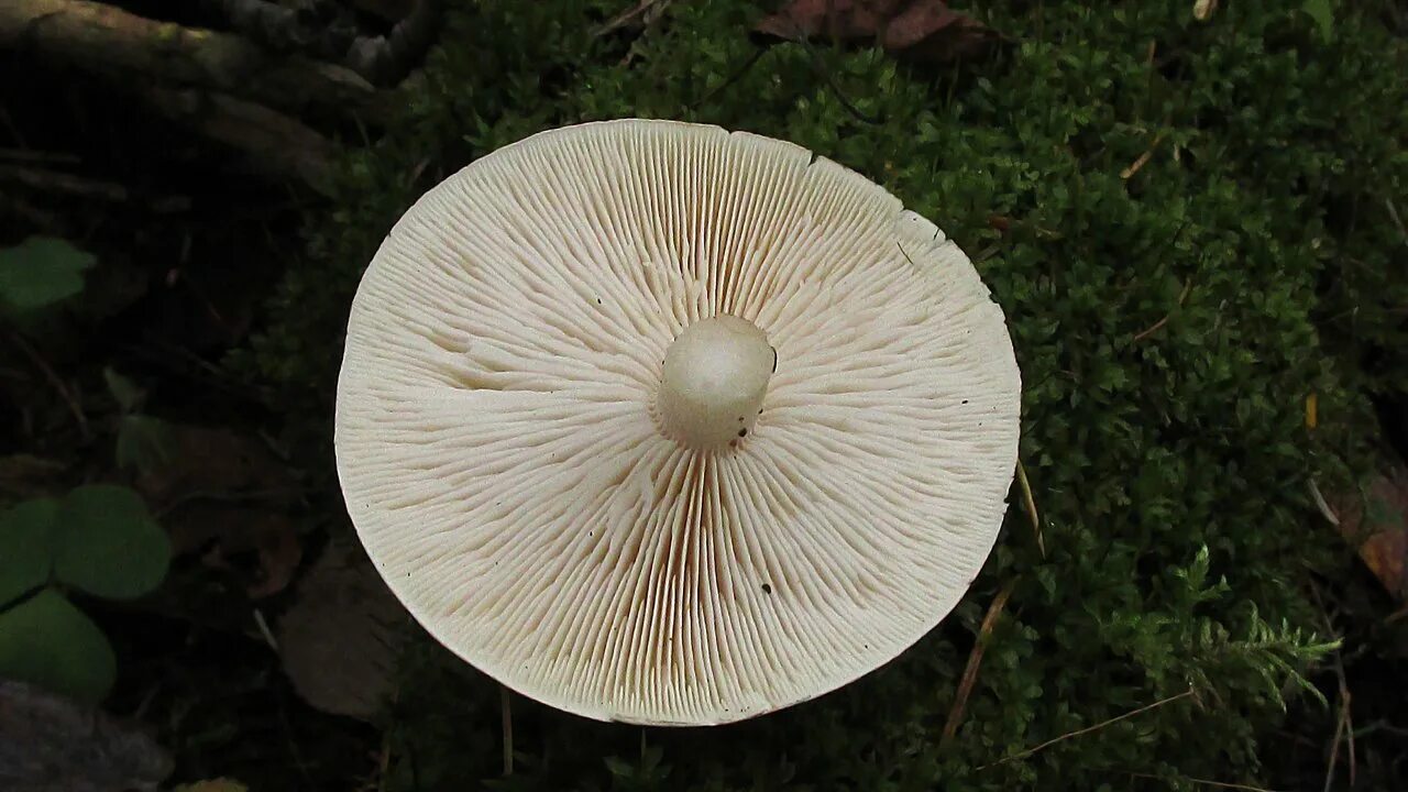 Пластинчатый гриб на дереве. Рядовка частопластинковая Tricholoma stiparophyllum. Рядовка частопластинчатая. Гриб рядовка частопластинчатая. Рядовка частопластинковая.