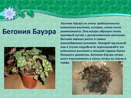 Бегония рассказ