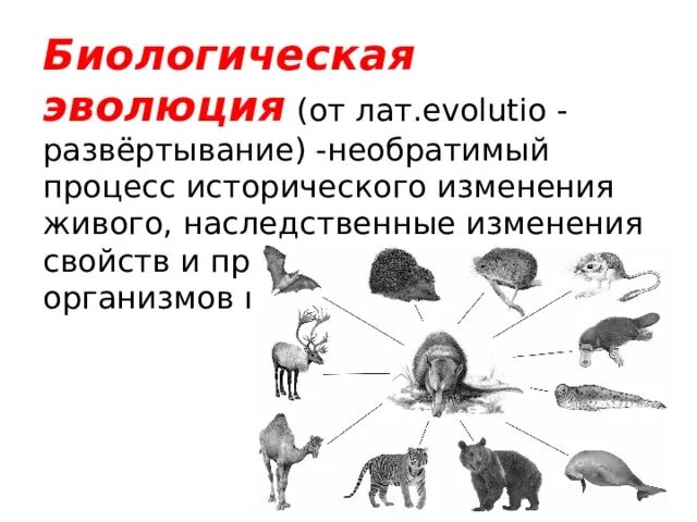 Эволюция процесс исторического развития живой природы. Понятие биологической эволюции. Эволюционное развитие это в биологии. Теория биологической эволюции.