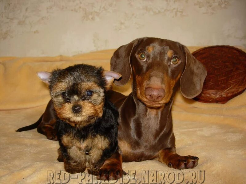 Такса йоркширский терьер. Метис таксы и йоркширского терьера. Метис жесткошерстной таксы. Дорки метис таксы и йорка. Такса йоркширский терьер.