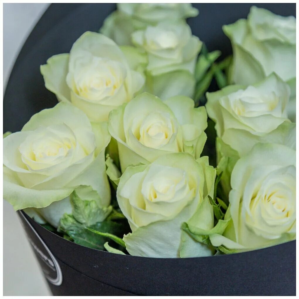 Аваланж жена неверного маршала. Розы "аваланш". Аваланж жена неверного маршала. Аваланж жена неверного маршала. Аваланж жена неверного маршала.