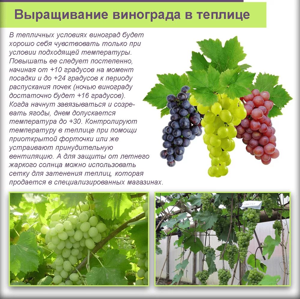 Виноград сорт уход. Виноград растет. сорта винограда названия. климатические условия для винограда. выращивание винограда.