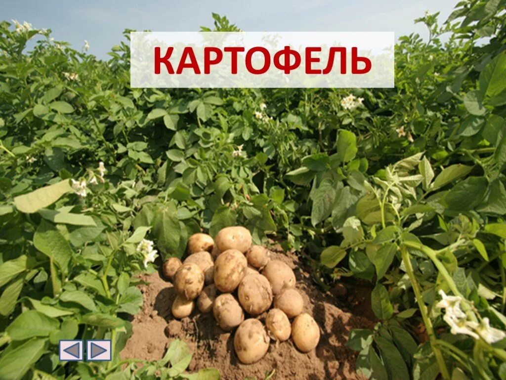 Сообщение о растениях путешественниках