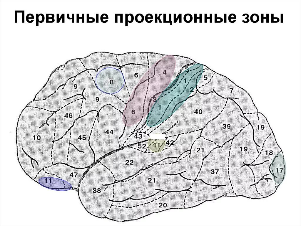 Первичные проекционные зоны коры головного мозга. Первичные вторичные и третичные проекционные корковые зоны. Проекционные зоны коры больших полушарий. Проекционные зоны анализаторов. Третичные поля мозга