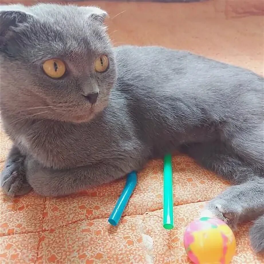 Шотландские коты скоттиш фолд. Шотландская дворовая. Шотландская вислоухая кошка медвежий тип. Шотландская вислоухая кошка скоттиш. Ирландский вислоухий кот.