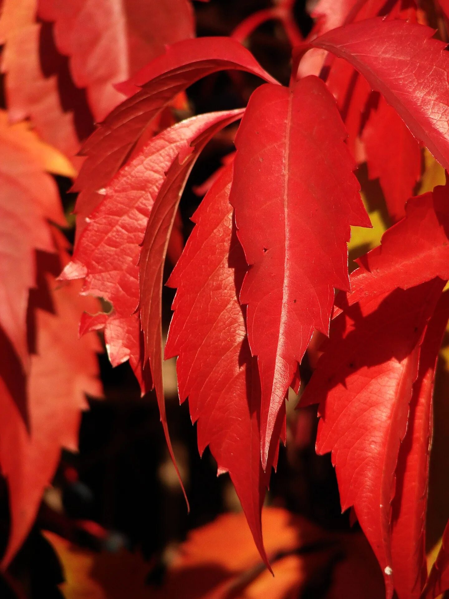 Багряный плющ. Красный лист. Дерево с красными листьями. Кустарник с красными листьями.