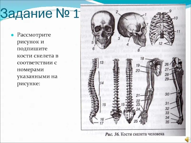 Скелет человека зачет. Скелет биология 8 класс. подпишите кости скелета. подписать части скелета. строение скелета задание.