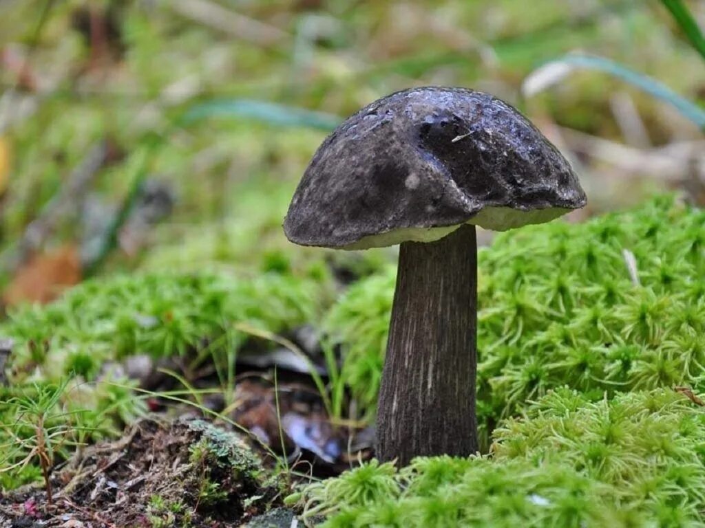 Белый гриб про черного. Обабок черный. Белый гриб бронзовый boletus aereus. Боровик бронзовый гриб съедобный. Белый гриб подосиновик и боровик.
