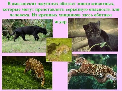 Какие животные обитают в местности