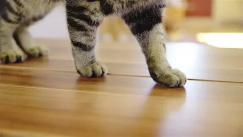 Leg cat