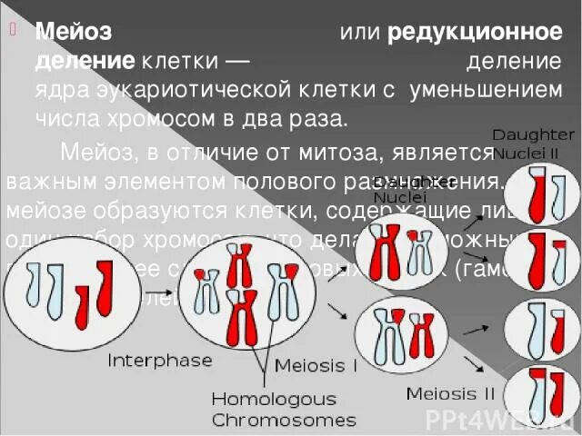 Редукция числа хромосом происходит во время. Редукционное деление ядер. Редукционное деление клетки это. Мейоз- уменьшение числа хромосом в два раза. Редукция числа хромосом в мейозе.