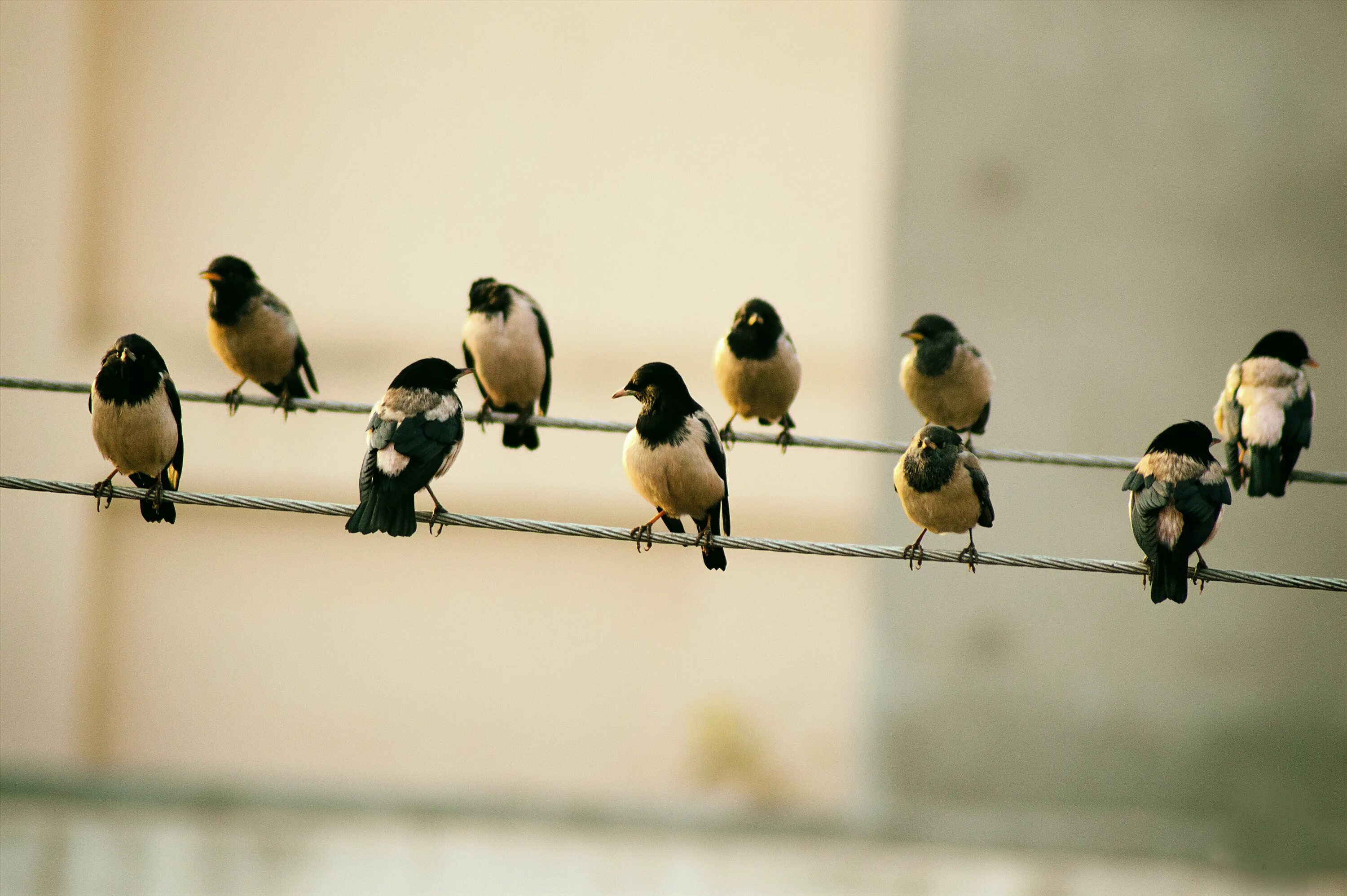 Много птиц. Птички на проводе. Десять птиц. Птицы сидят в ряд. Birds депозит