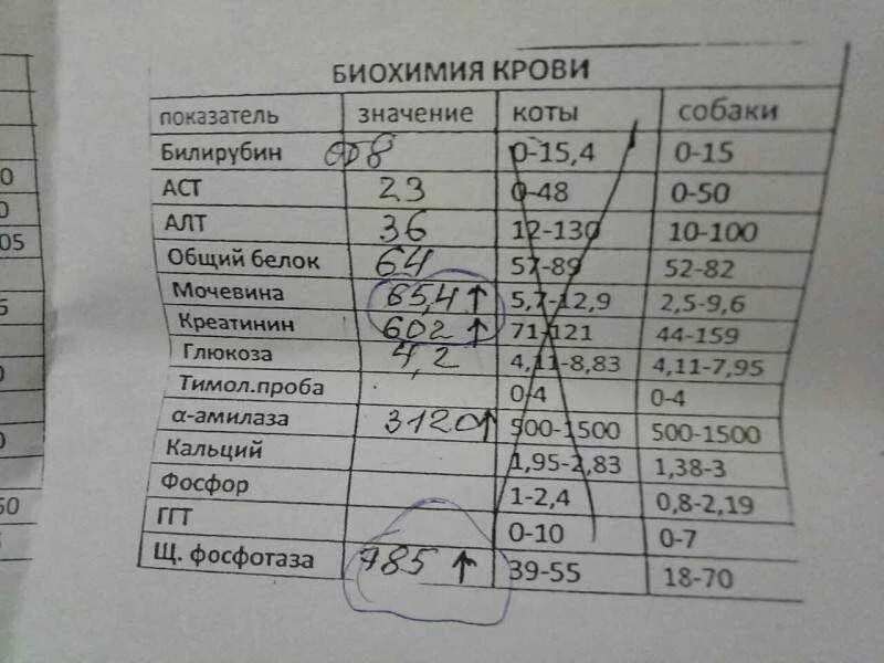 Алт аст глюкоза. Биохимия крови анализ показатели. Биохимия кошачьего анализа крови норма. Биохимия анализ крови показатели АСТ что это. Биохимический анализ крови при сальмонеллезе.