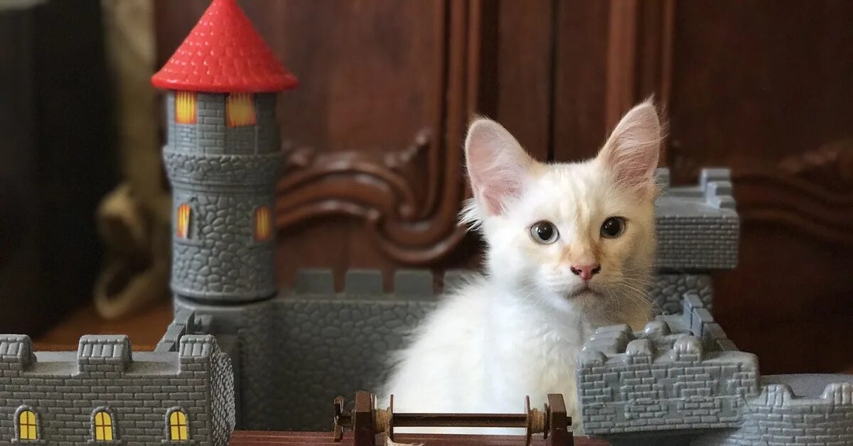 Мяудиссея замка котиков дата