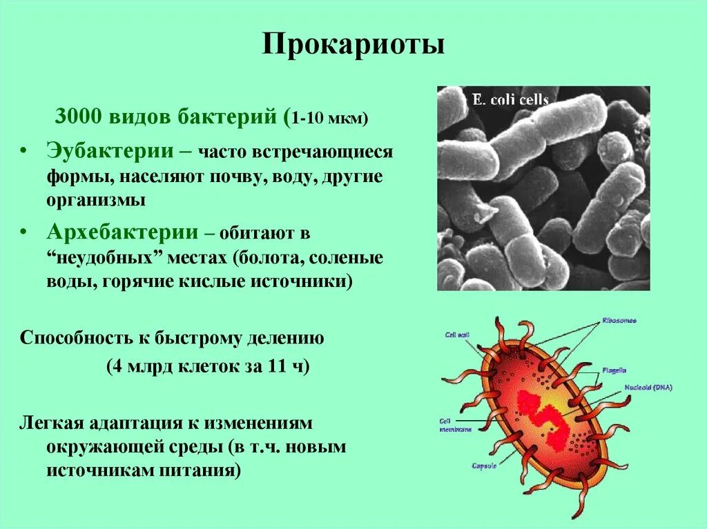 Эукариоты кишечная палочка. Прокариоты. Бактерии прокариоты. Прокариотами являются. Прокариотических организмов.