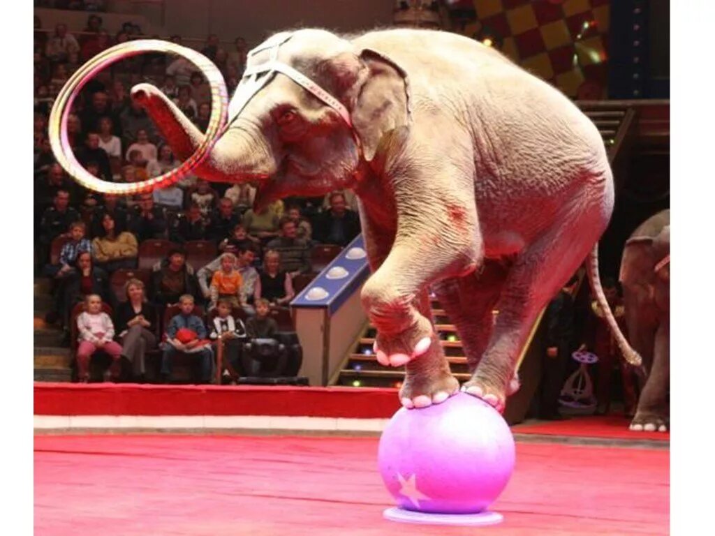 Представление ученых зверей. Цирк Никулина слоны. Животные в цирке. Слоны в цирке. Слоник в цирке.