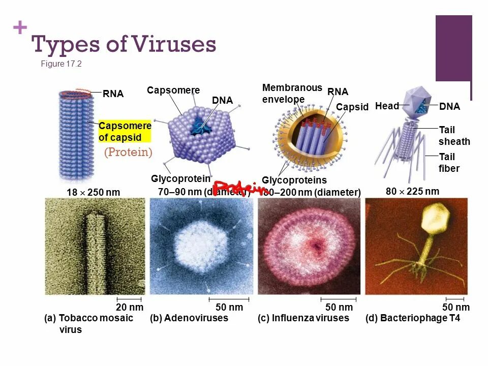 Виды вирусов. Kinds of viruses. Вирус протеина.