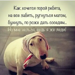Хочется афоризмы